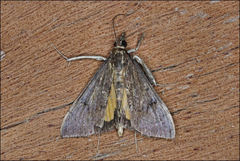 Uresiphita ornithopteralis