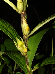 Columnea consanguinea