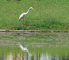 Ardea alba