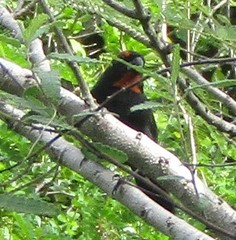 Melopyrrha violacea