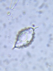 Xanthidium cristatum