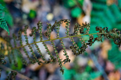 Deparia acrostichoides