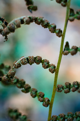 Deparia acrostichoides