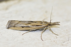 Thaumatopsis pexellus