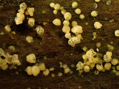 Trichoderma chromospermum