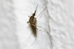 Aedes nigromaculis