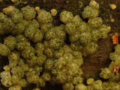 Trichoderma chromospermum