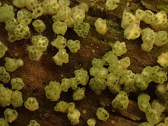 Trichoderma chromospermum