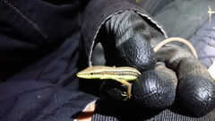 Takydromus sexlineatus