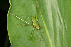 Engonia