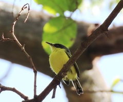 Todirostrum cinereum