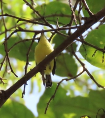 Todirostrum cinereum