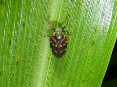 Mahanarva costaricensis