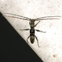 Cycnidolon obliquum