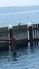 Phalacrocorax sulcirostris