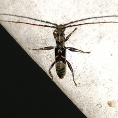 Cycnidolon obliquum
