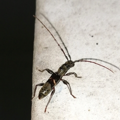 Cycnidolon obliquum