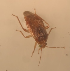 Agnocoris