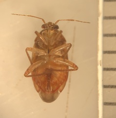 Agnocoris