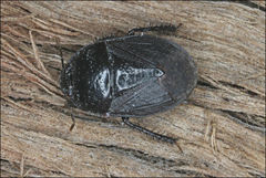 Adrisa erichsoni
