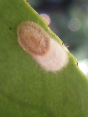 Pulvinaria camelicola