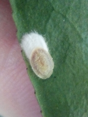 Pulvinaria camelicola