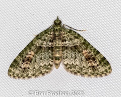 Chloroclystis rubroviridis