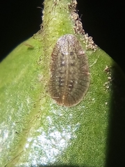Pulvinaria camelicola