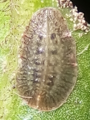 Pulvinaria camelicola