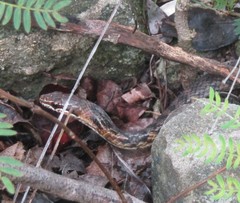 Cubophis vudii