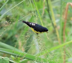Spinus psaltria
