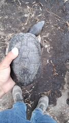 Kinosternon hirtipes murrayi