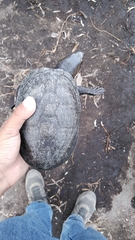 Kinosternon hirtipes murrayi