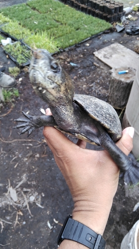 Chihuahuan Mud Turtle