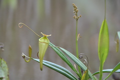 Nepenthes madagascariensis image