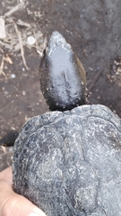 Kinosternon hirtipes murrayi