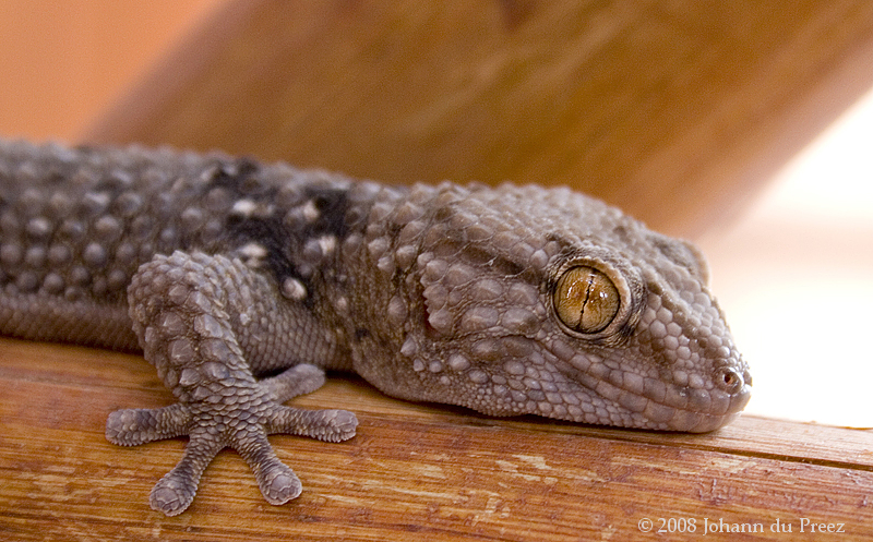 Comb-toed Geckos