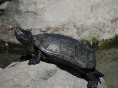 Kinosternon hirtipes