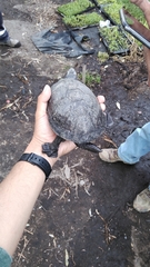 Kinosternon hirtipes murrayi