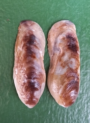 Vulsella