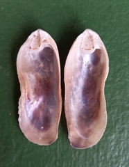 Vulsella