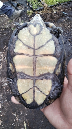 Chihuahuan Mud Turtle