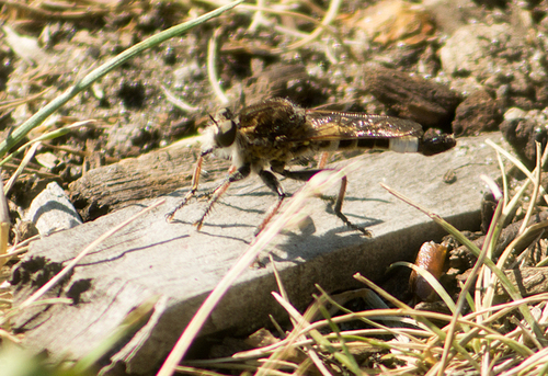 Sand Hammertail photo 6
