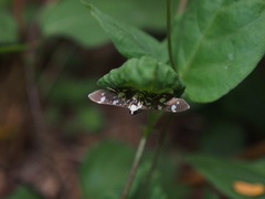 Bocchoris inspersalis