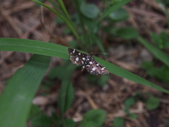 Bocchoris inspersalis