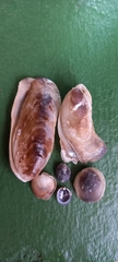Vulsella