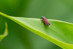 Mahanarva rubripennis