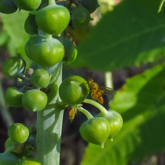 Chalcididae