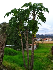 Vasconcellea pubescens