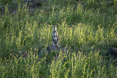 Osphranter robustus robustus
